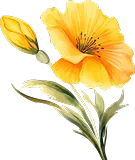 Floral Decoration